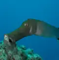 Close-up photo of Trumpetfish head and mouth [19]