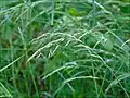 Giant fescue
