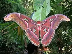Imago (male)