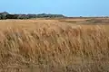 Attwater Prairie Chicken National Wildlife Refuge in February