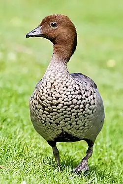 Image 5 Australian Wood Duck Photo credit: Fir0002 The Australian Wood Duck (Chenonetta jubata) is a dabbling duck found throughout much of Australia. Its habitat is lightly wooded swamps and marshes. This abundant duck nests in a tree hole laying 8–12 eggs. They are usually 45 to 51 centimetres (17.7 to 20.1&nbsp;in) in length and look like a small goose. It rarely swims, feeding mostly by grazing. The male is grey with a dark brown head and mottled breast. The female has white stripes above and below the eye and mottled underparts. Both sexes have grey wings with black primaries and a white speculum. More selected pictures