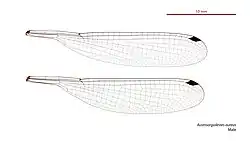 Male wings