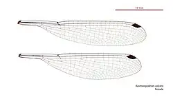 Female wings