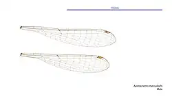 Male wings