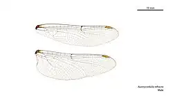 Male wings