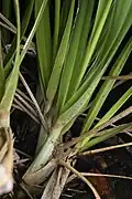 Stem