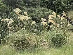 Tall flowers