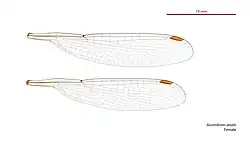 Female wings