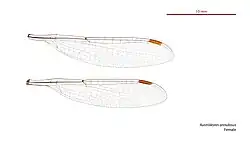 Female wings