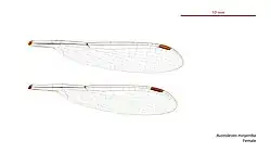 Female wings