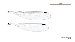 Male wings