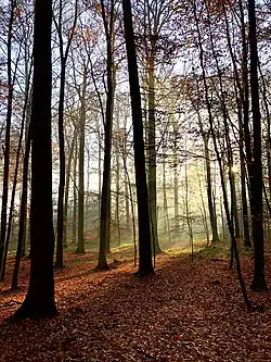 Sonian Forest