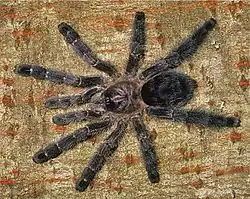 Avicularia purpurea female