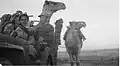 Collecting stray camels. Ayelet HaShahar, 1948