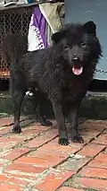 Bắc Hà dog with one ear up