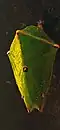 Pupa of baron butterfly Euthalia aconthea