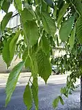 Pendulous shoots of same