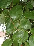 Long- and short-shoot leaves of Portland Road tree