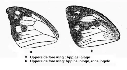 Dorsal view