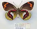 Photograph of a pinned butterfly with notes below