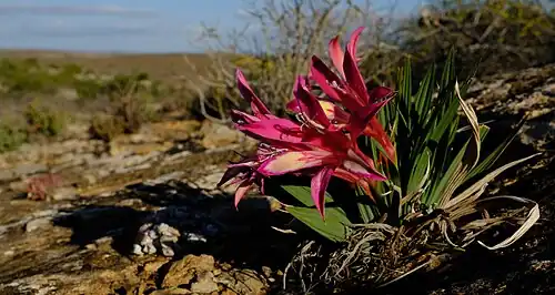 Babiana carminea