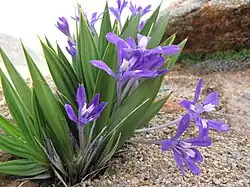 Babiana dregei