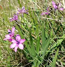 Babiana purpurea