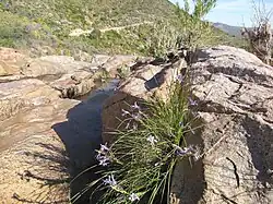 Babiana rivulicola