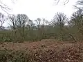 Badby Wood