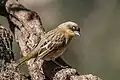 P. b. baglfecht, Ethiopia male in non-breeding plumage