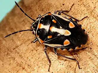 dorsal view
