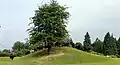 Cows grazing on the motte and bailey