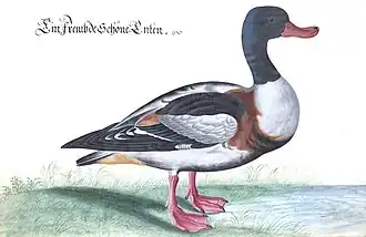Common shelduck