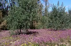 Medium-sized trees with purple flowers underneath