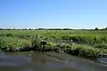 Bure Broads and Marshes