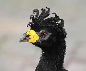 Head of male Pantanal, Brazil