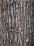 Bark of Pterocarpus indicus in Kowloon, Hong Kong