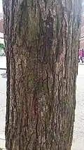 Bark of 'Sarniensis'