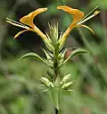 Barleria prionitis in Hyderabad, India.