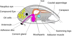 Anatomy of cypris larva