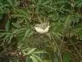Immature barred warbler on migration, England