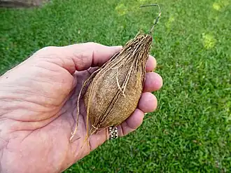 Fresh seed