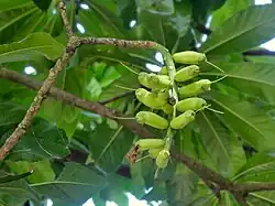 Developing fruit