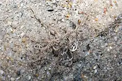 Euryale aspera, an Euryalidae