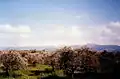 Batroumine olive forests