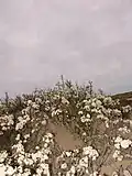 Beach plum blooms at Cape Cod National Seashore, Massachusetts