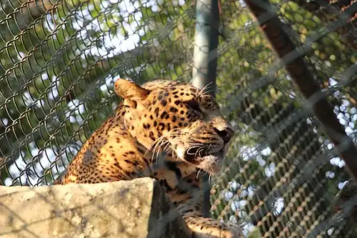 Indian Leopard