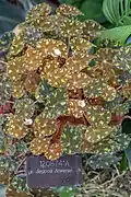 Younger leaves are redder