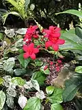 Flowers in the Conservatory