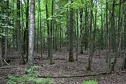 Image 25Belavezhskaya Pushcha (from List of national parks of Belarus)